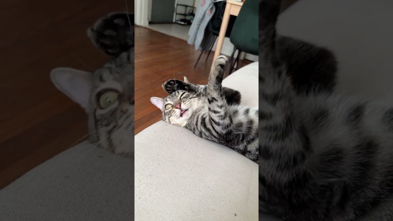 Enlarge Pepe, a Adoptable Domestic Short Hair in New Fairfield, CT video 6/6