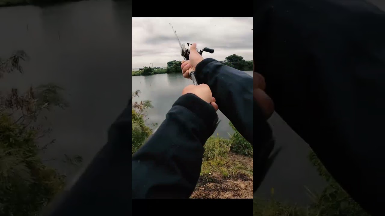 大江川の50cmアップをヘビキャロで狙い撃ち #shorts