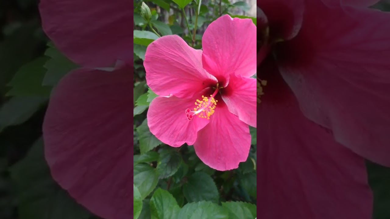 Vlog Videos, Download The BEST Free 4k Stock Video Footage & Vlog HD Video Clips