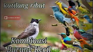 Download lagu Suara pikat kutilang ribut kombinasi burcil - di jamin 100% burung pada ngumpul semua mp3 Download lagu Suara pikat kutilang ribut kombinasi burcil - di jamin 100% burung pada ngumpul semua mp3