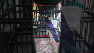 Download lagu kedasih ungu/violet cuckoo bahan gacor dor mp3