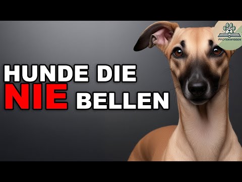Hunde die nicht bellen - TOP 5