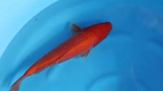 video van Benigoi 2503006