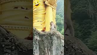 Download lagu Pertarungan MONYET vs AYAM JAGO 🤣🤣🤣 mp3 Download lagu Pertarungan MONYET vs AYAM JAGO 🤣🤣🤣 mp3