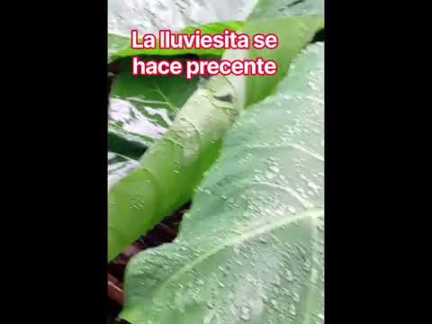 olocuilta la paz #ElSalvador