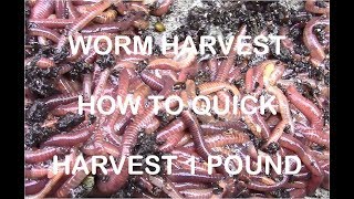 How to Quickly Harvest 1 Pound of Redworms