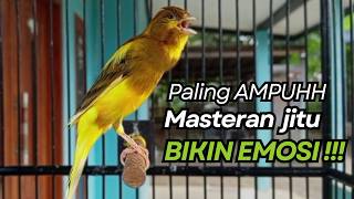 Download lagu KENARI GACOR Cuit CUIT BIRAHI UNTUK PANCINGAN & MASTERAN Kenari PAUD AGAR BUNYI mp3