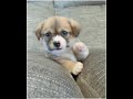 Doggy Love I Whatsapp Status