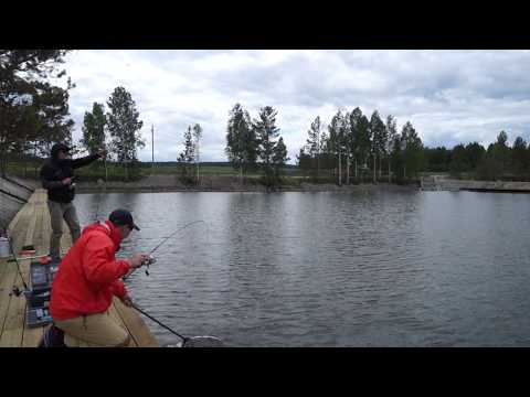 Ловля форели на колеблющиеся блёсны от Алексея Лазюка