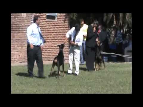 DOBERMANN SPECIALTY 394 Males and Show Finals