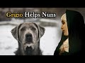 Guardian Angel Dogs Protect Nuns in France and Colombia | Ep. 153