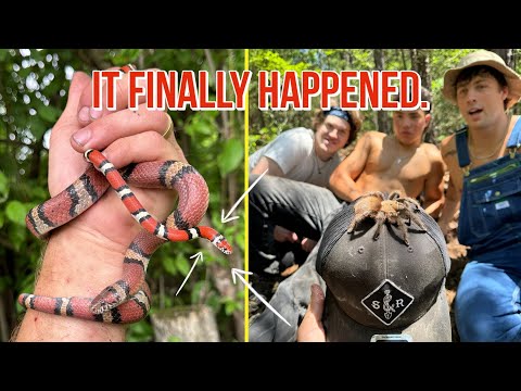 Finding the ultra-rare DELTA MILKSNAKE in Mississippi!! 