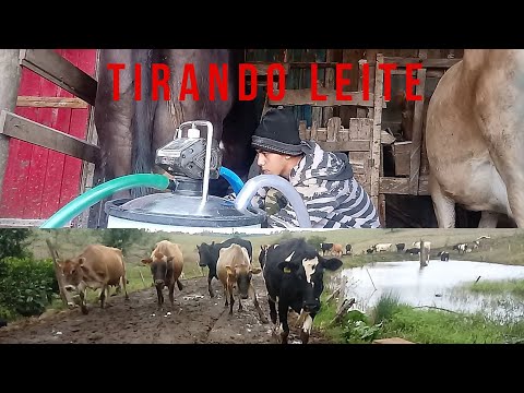Ordenhando as vacas