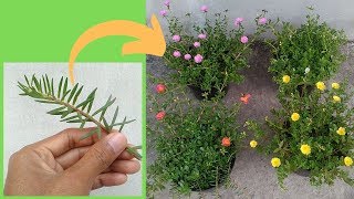 How to Grow Moss Rose Portulaca and Purslane from Cuttings