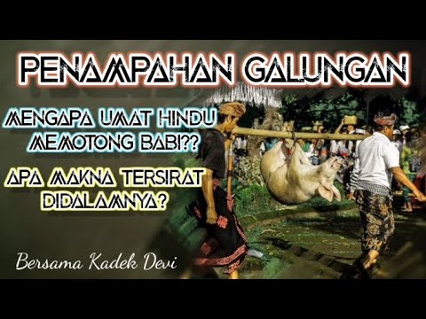 Penampahan Galungan| Memahami Makna dan Alasan Mengapa Memotong Babi Saat Penampahan Galungan