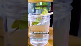 You Won’t Believe What Came Out of This Praying Mantis! 😱