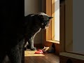 Cat Vs Mouse Who Gets The Meat First Epic Animal Standoff Roar Bits