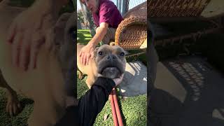 Video preview image #1 Bulldog Puppy For Sale in Pasadena, CA, USA