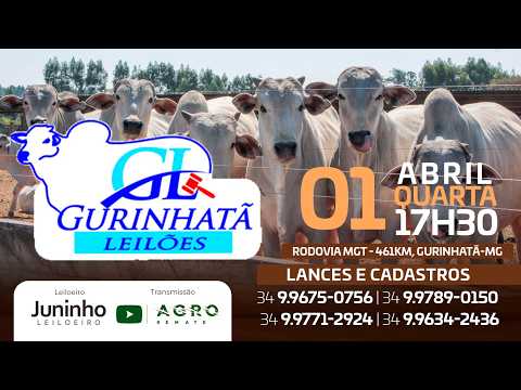 LEILÃO DE CORTE - GURINHATÃ LEILÕES 01/04/2026 - AGROREMATE