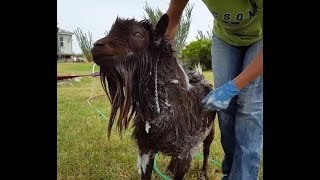 Getting Bucks Ready For Breeding Part 1; Bathing Your Buck