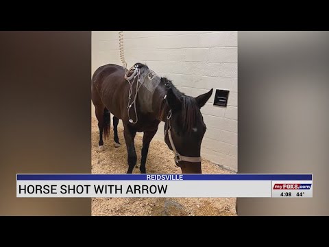 Horse shot with arrow in Reidsville