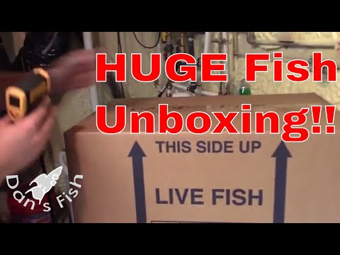 Unboxing Thousands of $$$ of Fish!!!