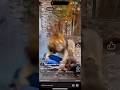 Lion breaks glass at zoo (Warning)***