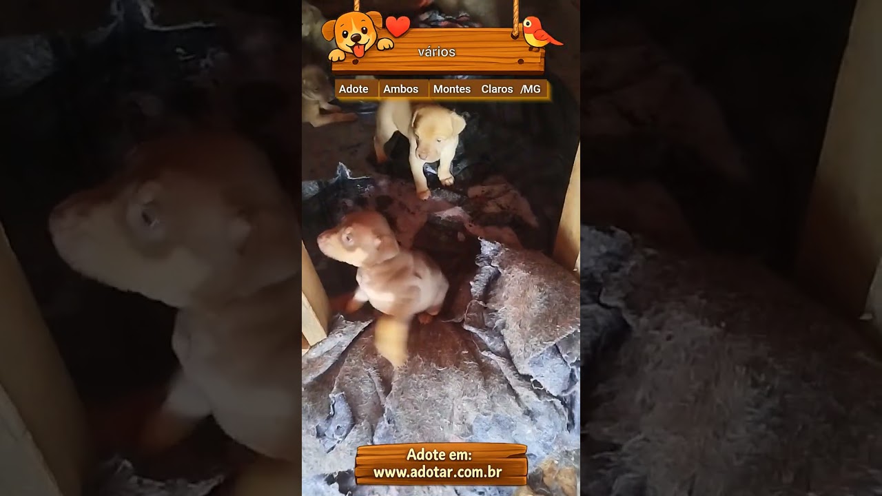 Cachorro raça SRD-ViraLata idade 2 a 6 meses nome vários 