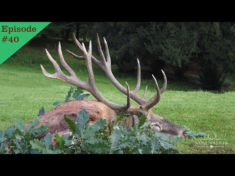 Der Lebenshirsch | Jagd zur Hirschbrunft |  Jagdfilm Woodwalker 2022 | ep#40