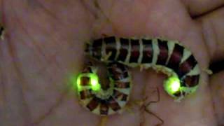 Amazing Insects Vol 1 No 2 Glowworm No 002