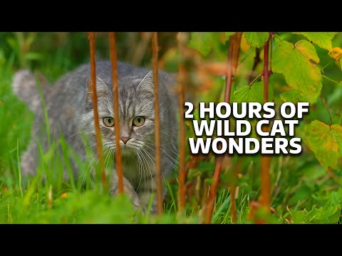 2 Hours of Your Cat’s Hidden Wild Side (4K Documentary)