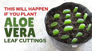 Planting Aloe Vera From Leaf Cuttings