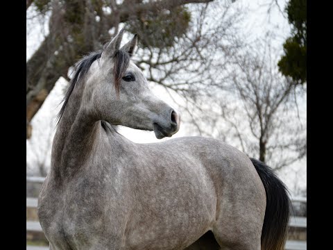 TA Melania - Pure Polish 4yo Arabian filly