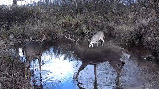 Rutting Bucks GRUNT SPLASH CHASE in Creek: Trail Cam HIGHLIGHTS 12.25.25