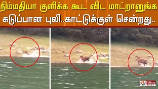 நிம்மதியா குளிக்க கூட விட மாட்றானுங்க..கடுப்பான புலி..காட்டுக்குள் சென்றது..! video