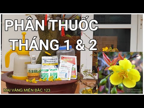 🔴 QBS2293 - PHÂN THUỐC CHO CÂY MAI VÀNG THÁNG 1, 2 | CHĂM SÓC MAI VÀNG SAU KHI CẮT XẢ TÀN THÁNG 1, 2