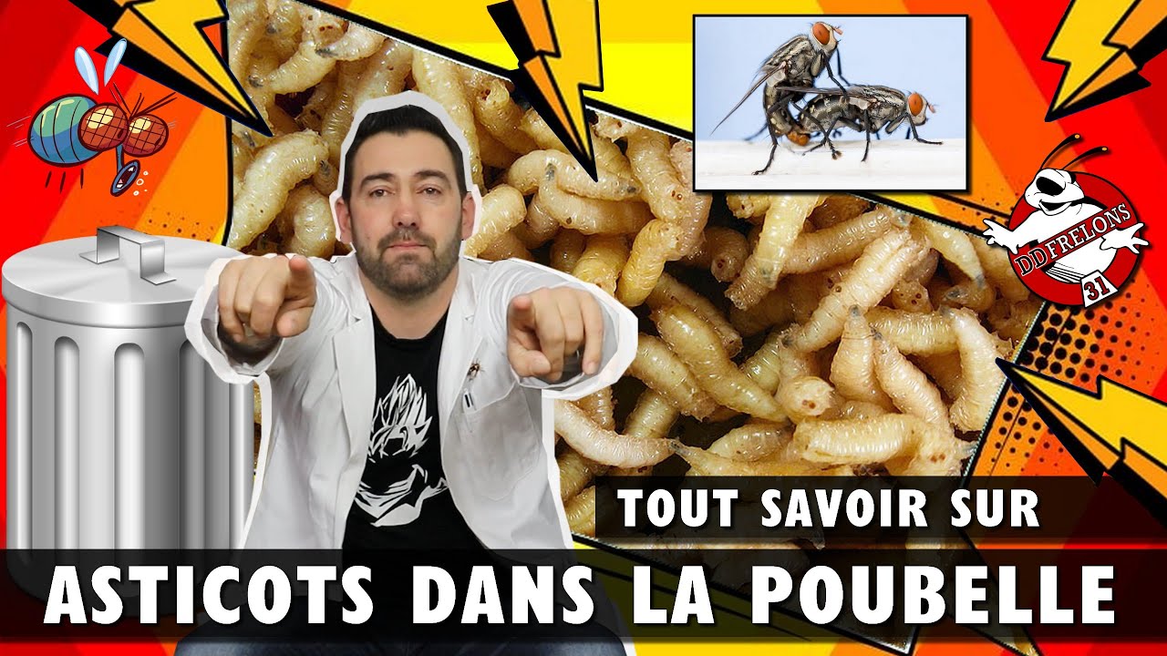 Asticots dans une poubelle nos astuces pour s’en débarrasser