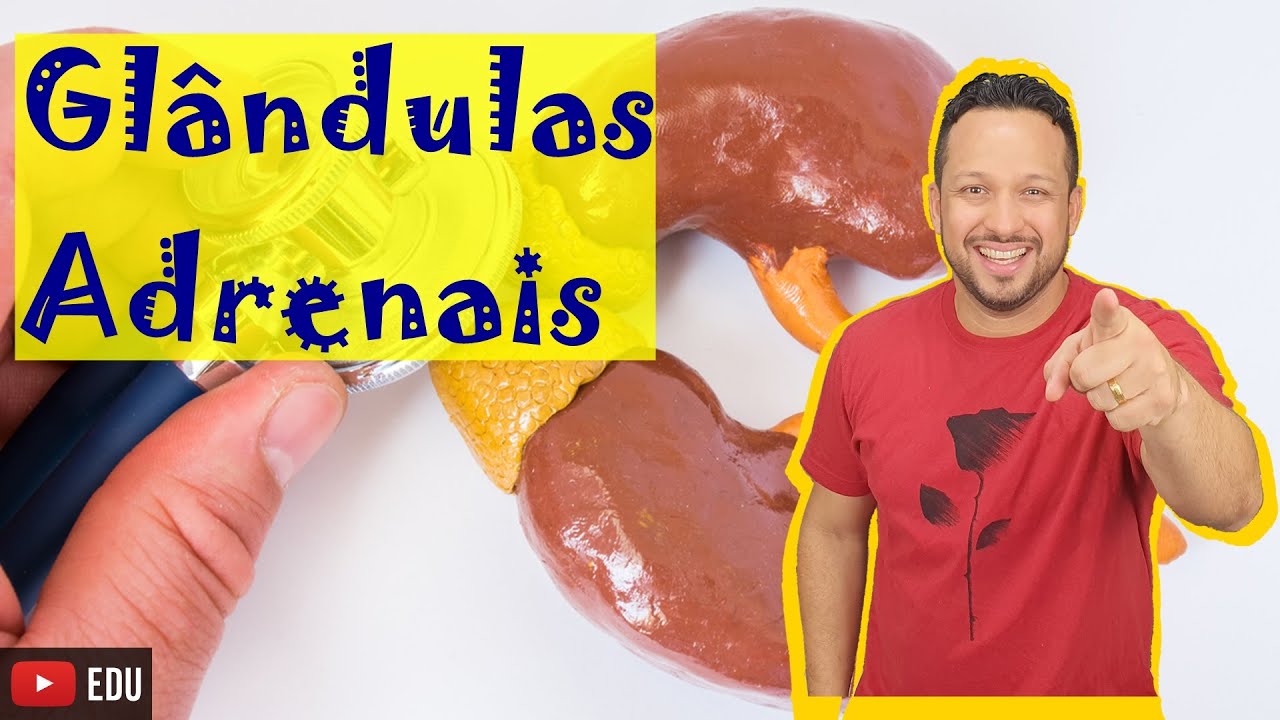 Glândulas Adrenais ou Suprarrenais - Hormônios e Funções - Sistema Endócrino - Aula 9