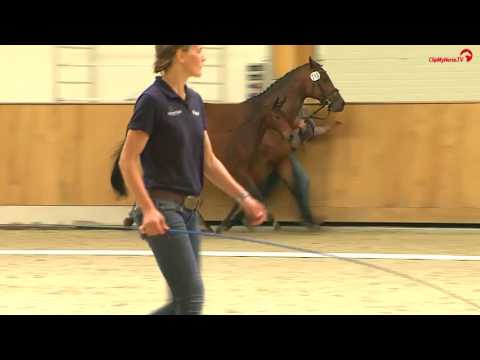 Rock Forever x Christo - Lavall Stutfohlen 2017 for Sale