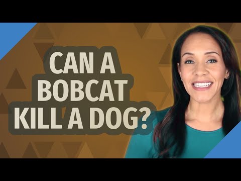 Can a bobcat kill a dog?