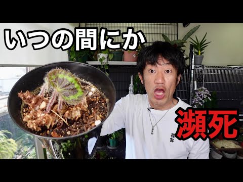 マクラータベゴニアの管理方法は？緑の親指を持っていない人にとって理想的な植物です。  庭園