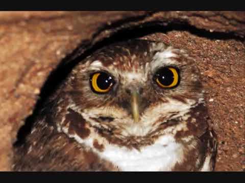 čuk se je oženil owl has married