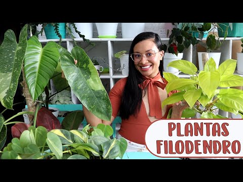 , title : 'Philodendron: Plantas gigantes de interior super fáciles de cuidar | Candy Bu'