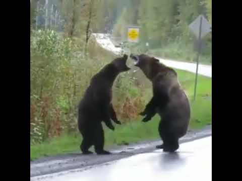 2 bears fighting to the death
