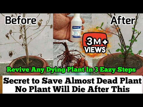 , title : 'How To Revive Any Dying Plant in 3 Eazy Steps : Root Rot Treatment : Plants Issues And Solutions'