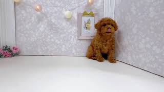 トイプードルの動画01