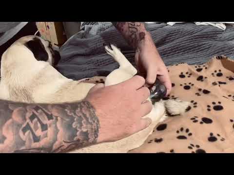 How to assist Whelping Pug, peaceful home birth, dog gives birth to 7 puppies time lapse tips