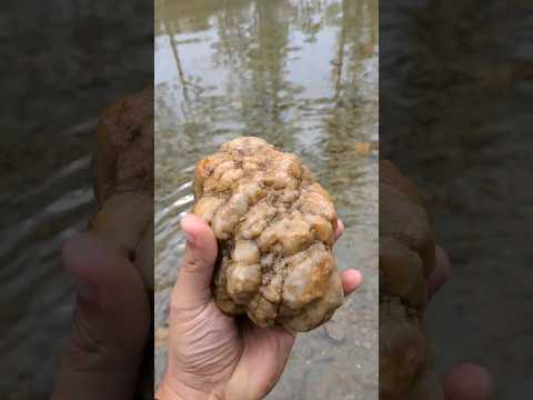 GEODES! Finding Geodes in the creek #crystal #minerals #rocks