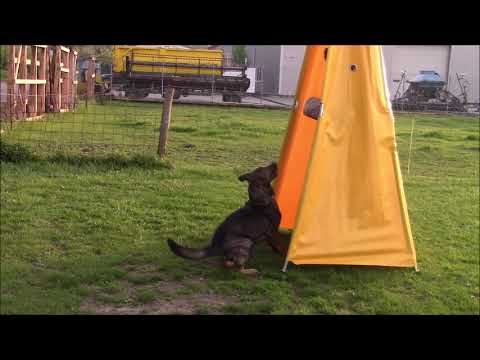 Querry z Jukasu - protection - 21 months