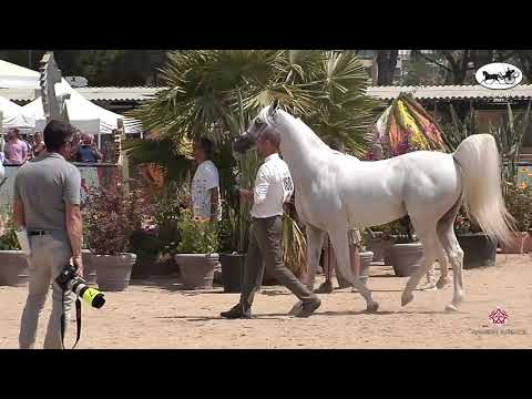 N 160 EXCALIBUR EA   Mediterranean and Arab Countries AHC   Menton 2021   Stallions 8+ Years Old Cla